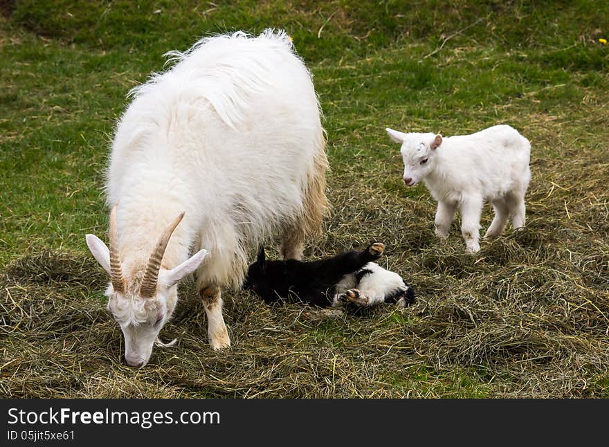 Image of mother goat with two little baby goats in Iceland.