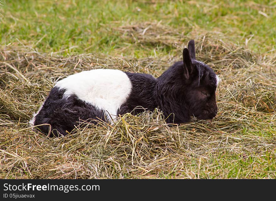 Image of small newborn goat in Iceland.