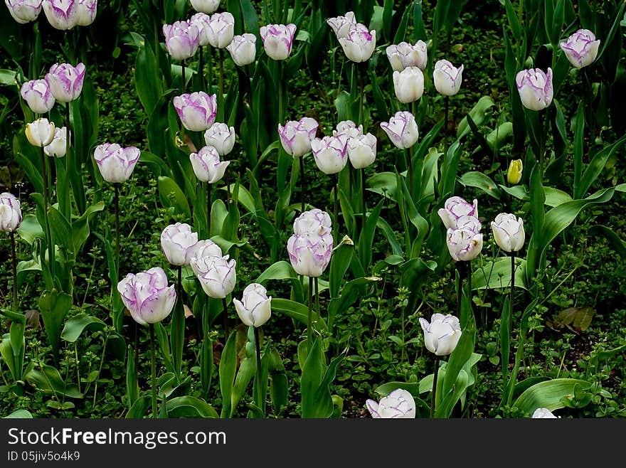 Field of white tulips on daylight. Field of white tulips on daylight