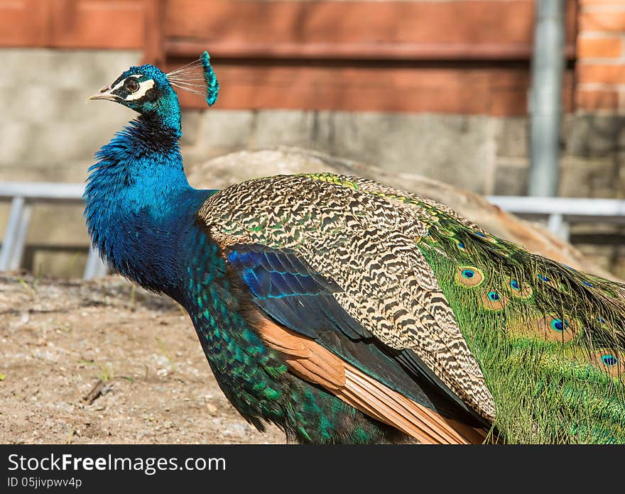 Peacock