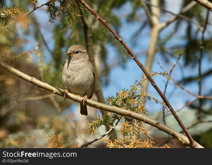 Sparrow bird sitting on a branch