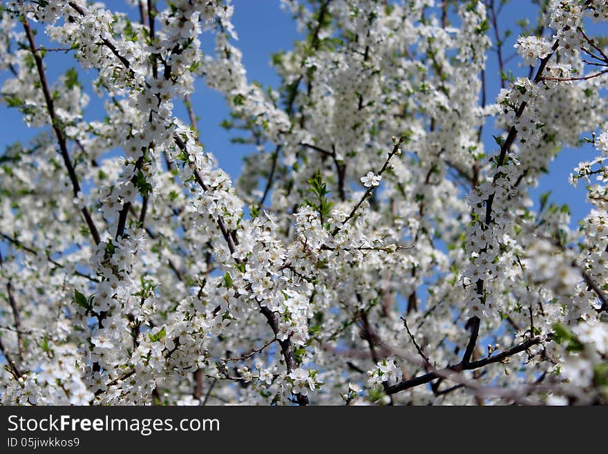 Blossoming tree of plum on a background of the blue sky