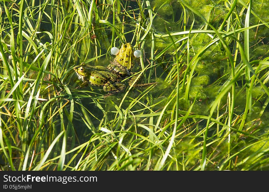 Mating frog couple in a pond