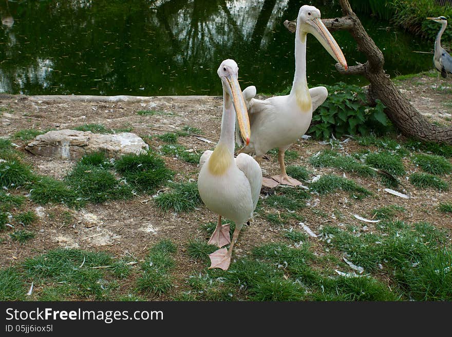 Eastern white pelicans