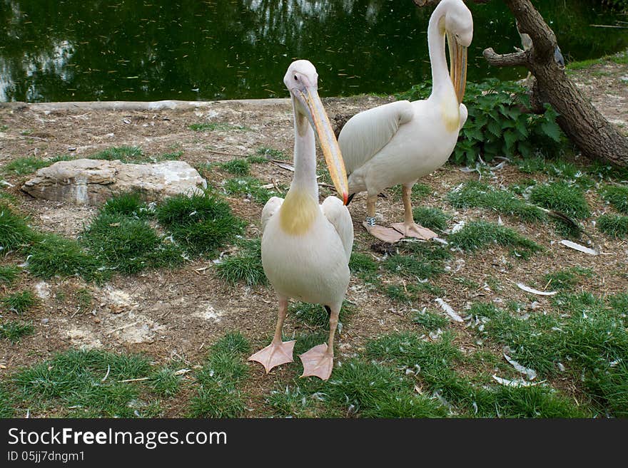 Eastern white pelicans