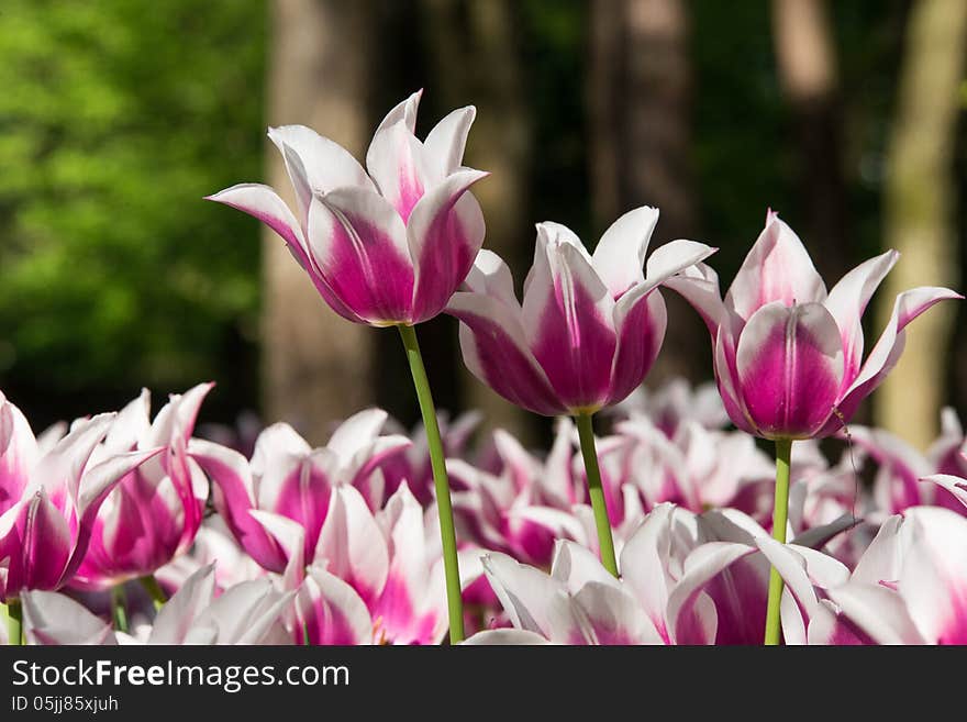 White and purple tulips