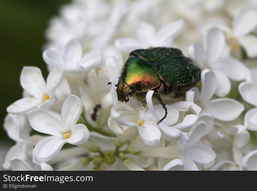 Chafer Golden, or chafer common (lat. Cetonia aurata) - a species of Coleoptera of the subfamily bronzovok (Cetoniinae) in the collection lamellicorn (Scarabaeidae). Chafer Golden, or chafer common (lat. Cetonia aurata) - a species of Coleoptera of the subfamily bronzovok (Cetoniinae) in the collection lamellicorn (Scarabaeidae).