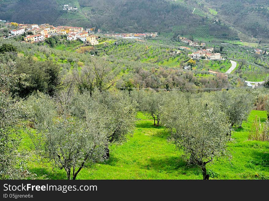 Tuscany, landscape with olive trees