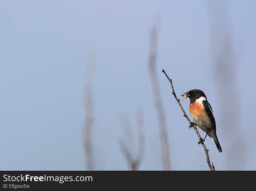 Stonechat on tree branch