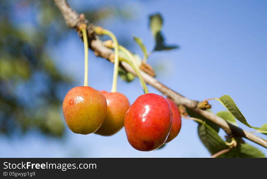 Cherries