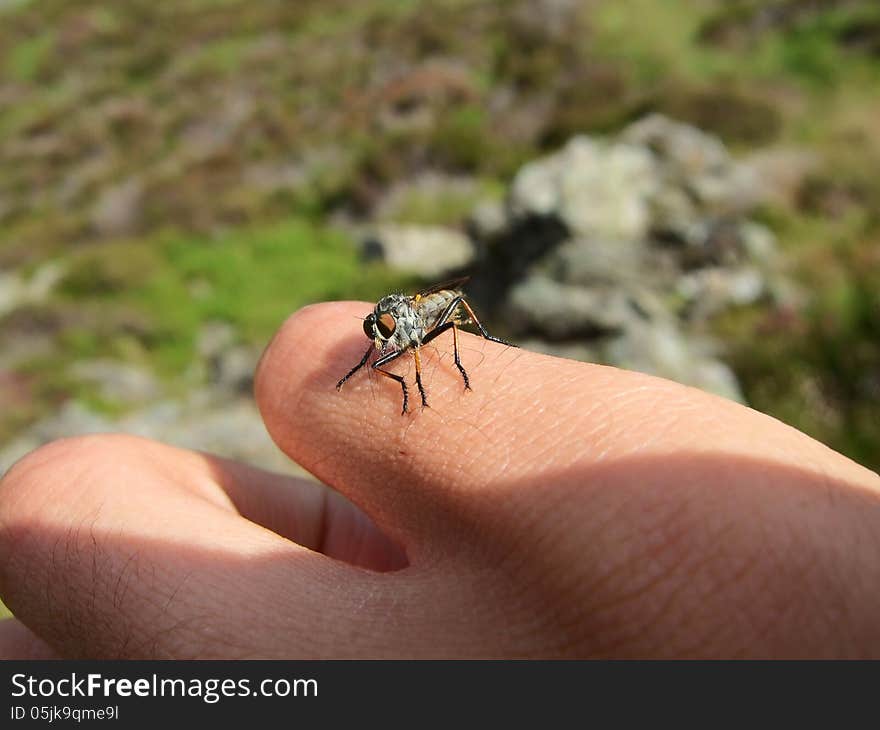 Insect on Hand