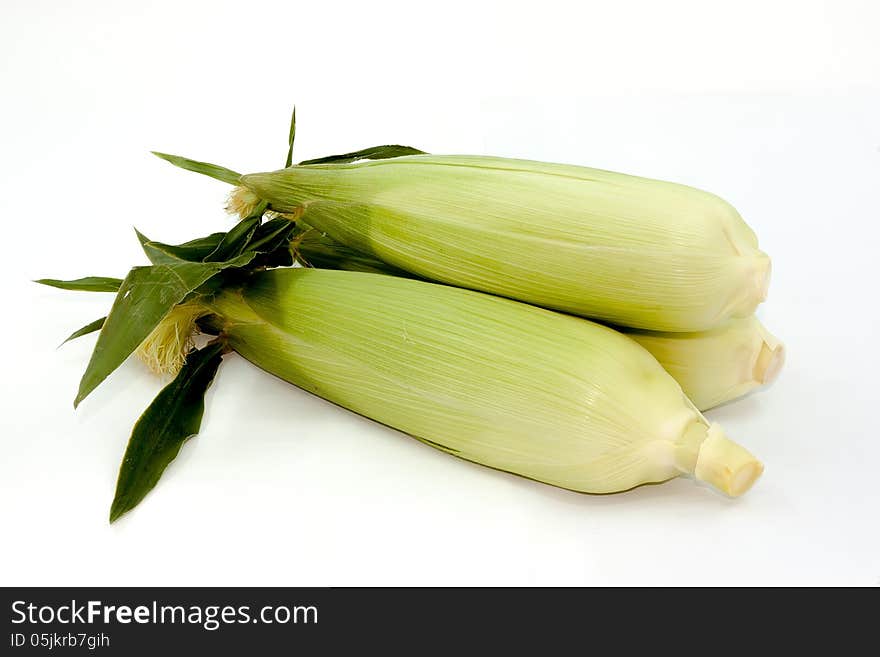 The mature corn still life