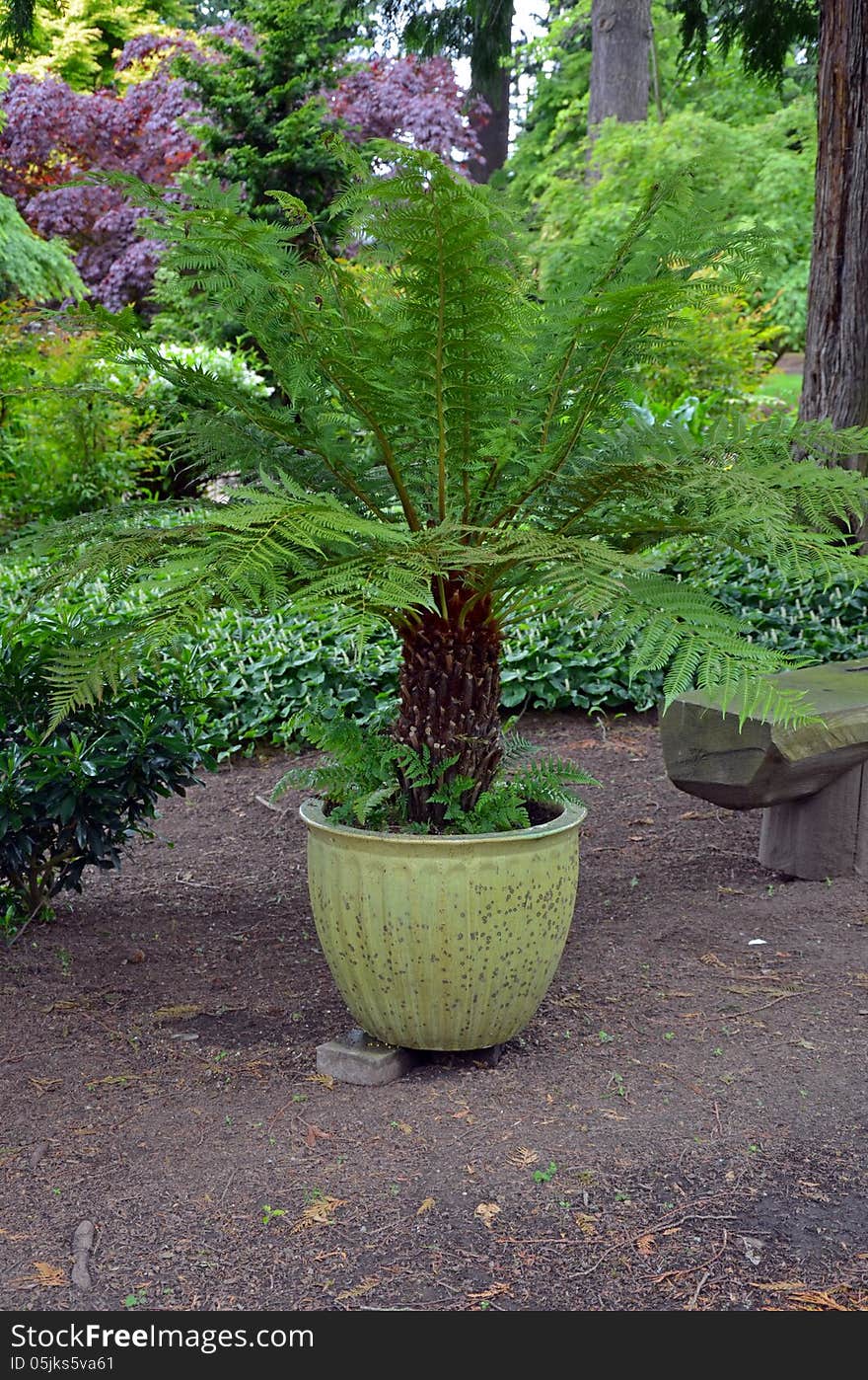 Large Fern Plant