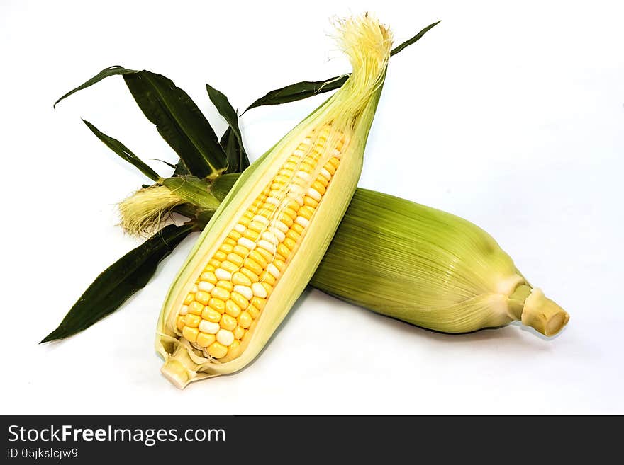 The mature corn still life