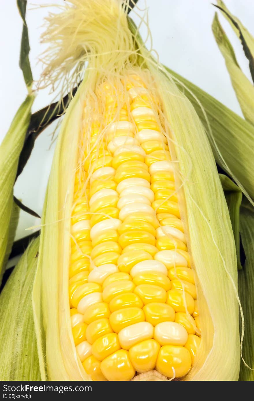 The mature corn still life