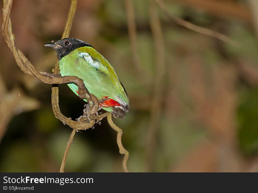 Hooded Pitta Perching on Twisted Vine