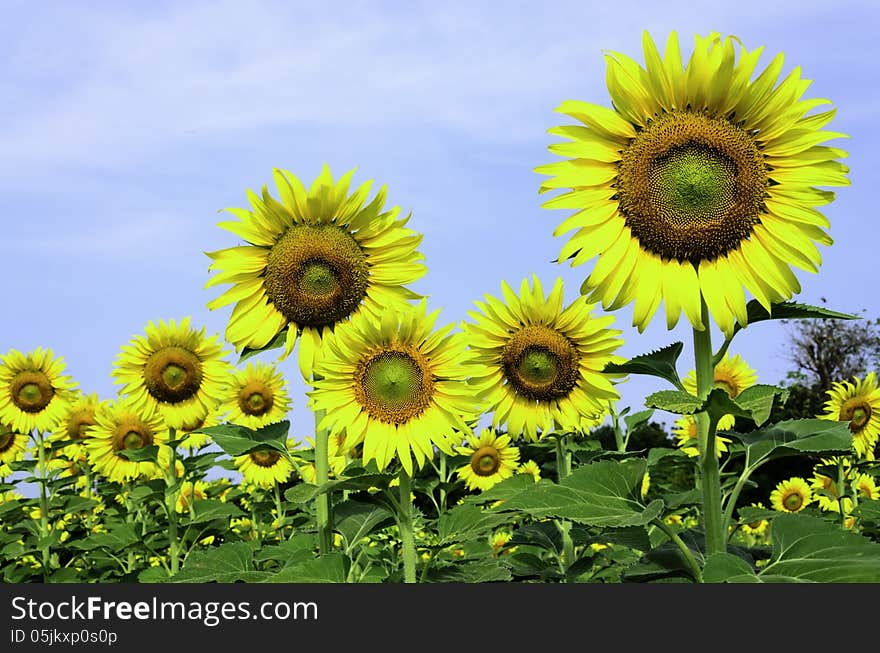 Sunflowers in the Botanic Garden for relaxation