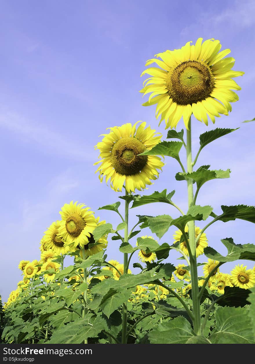 Sunflowers in the Botanic Garden for relaxation