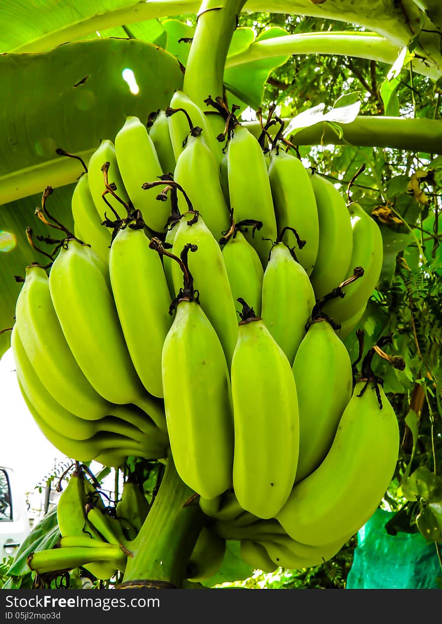 Big banana green color and leaves in Asia