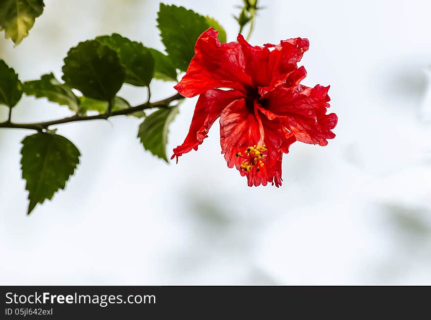 Hibiscus Flower