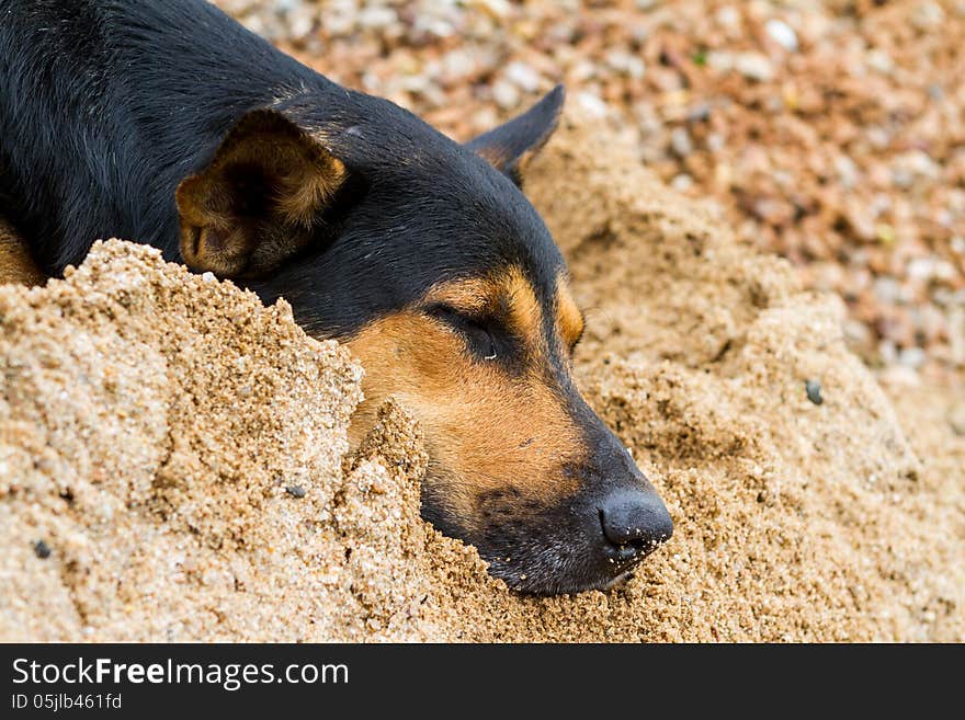 On the sand sleep a dog nicely. On the sand sleep a dog nicely