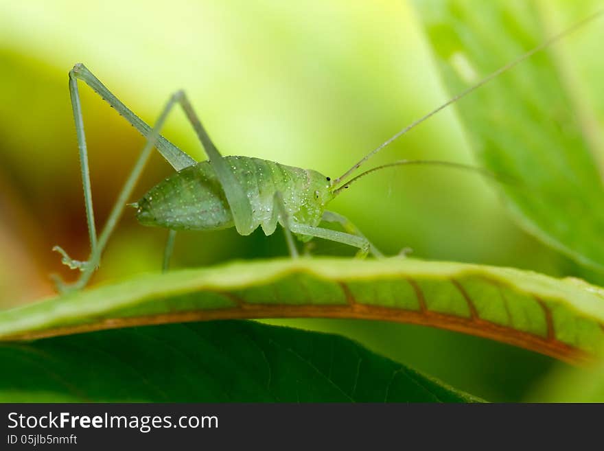 Speckled Bush-cricket