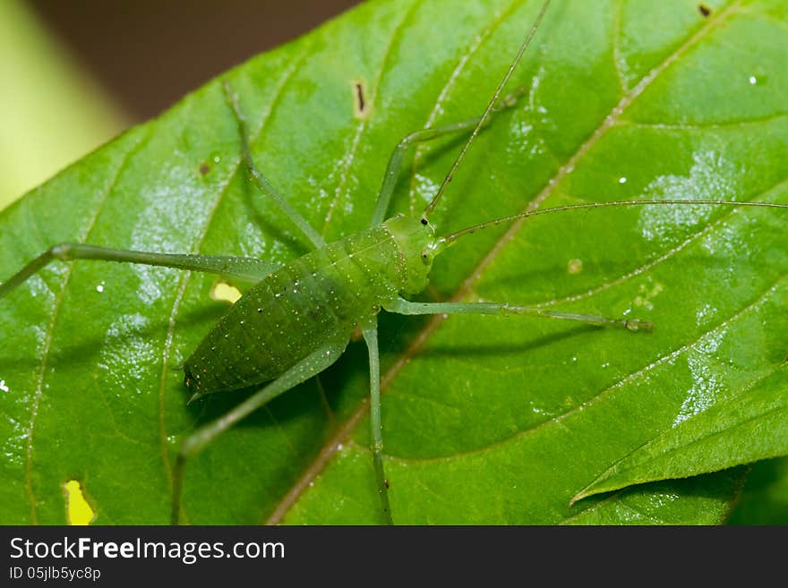 Speckled bush-cricket