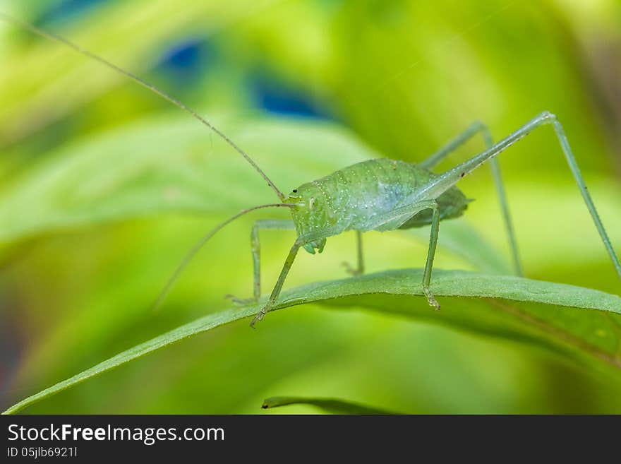 On a leaf sit a speckled bush-cricket