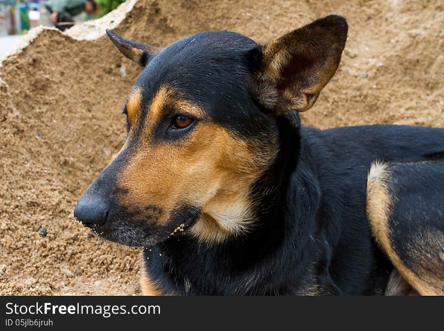 On the sand sleep a dog nicely. On the sand sleep a dog nicely