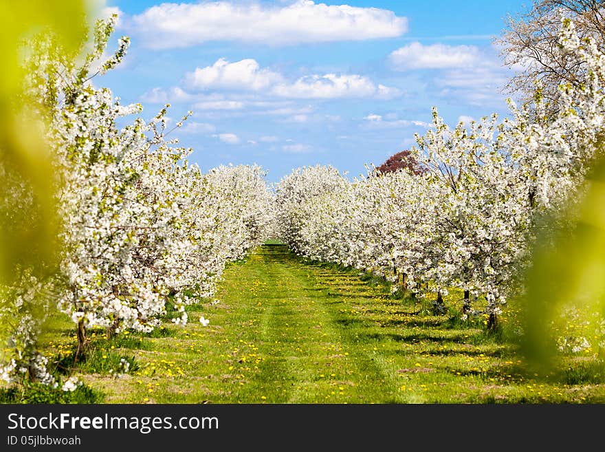 The blue sky is beautiful on the trees. The blue sky is beautiful on the trees