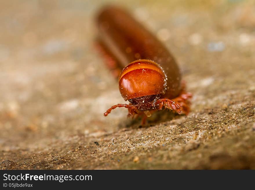 On the ground waiking a millipede