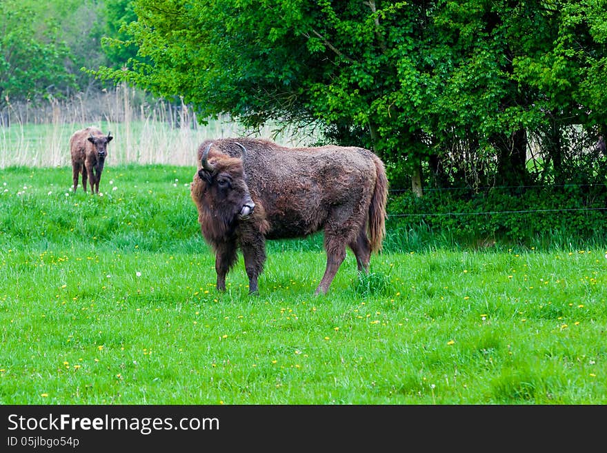 In the field are wisents looking around