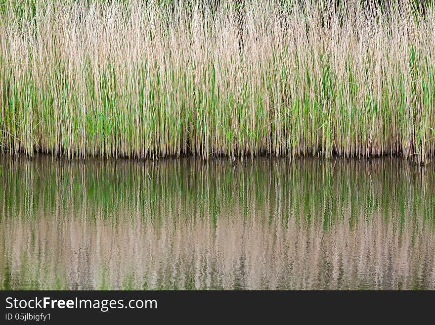 On the reflection from phragmites is very beautiful