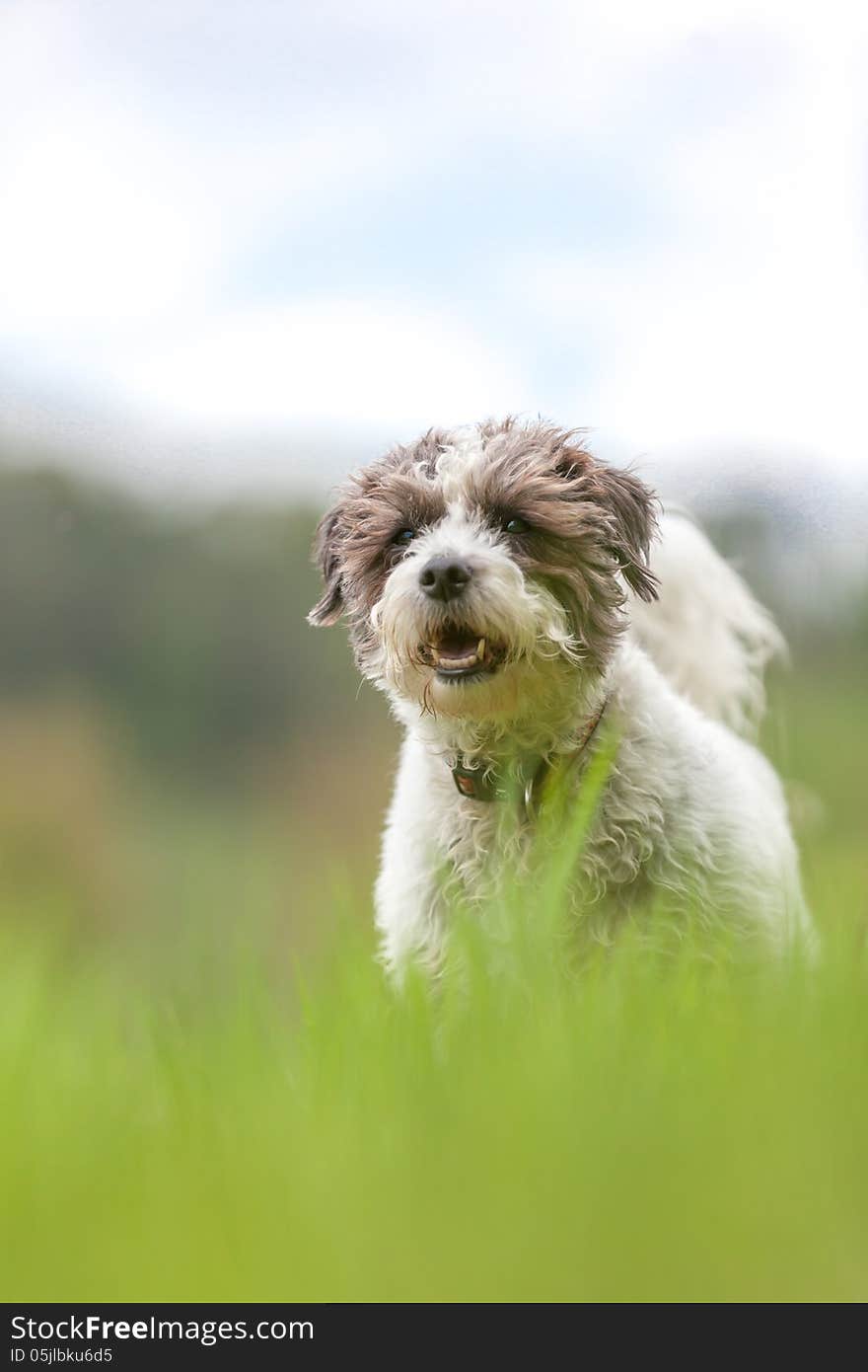 Jack russell terrier