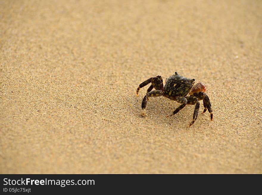 A crab crawling away on the beach.