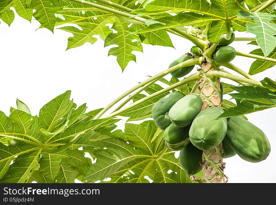 Cultivation papaya and so avilable to food.