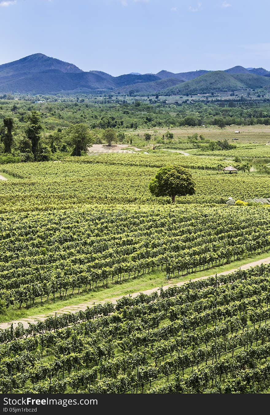 The scenery of vineyard from thailand.