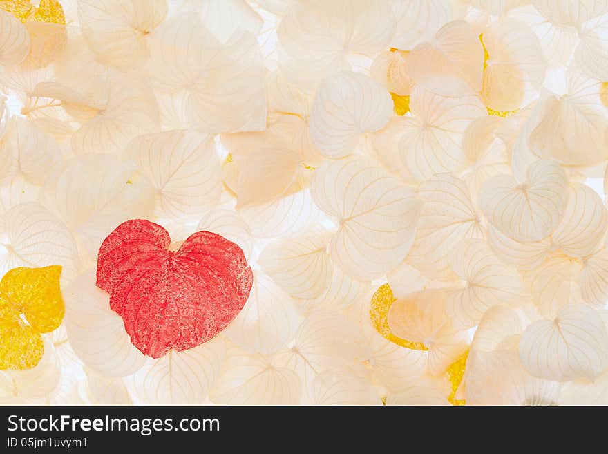 Dried leaf of heart shape, texture background