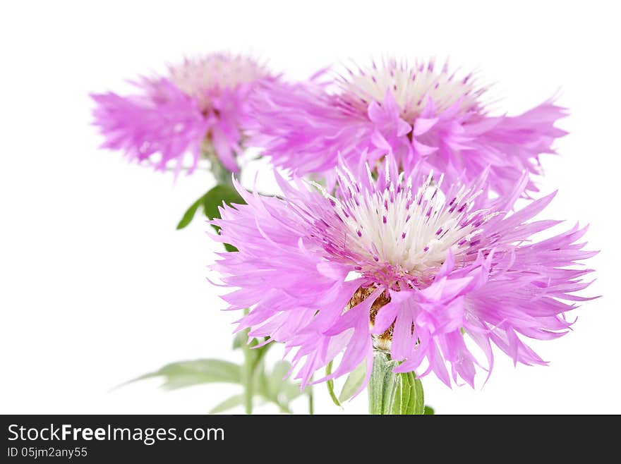 Lilac Flower With Green Leaves