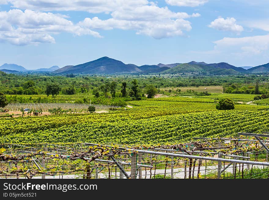 The scenery of vineyard from thailand.