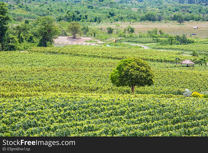 The scenery of vineyard from thailand.