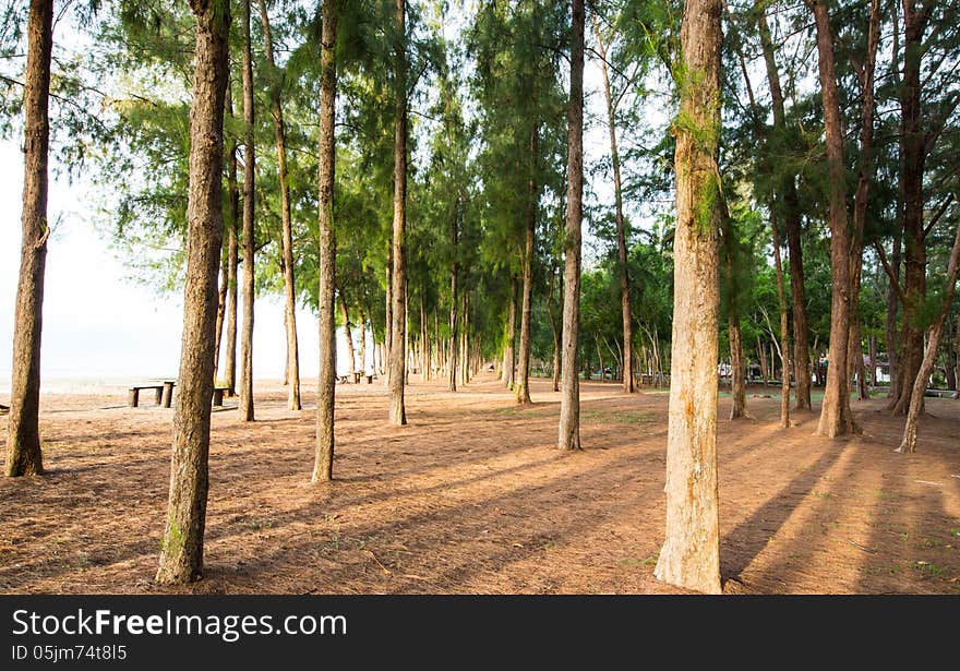 Pine forest with sun shining through the trees.