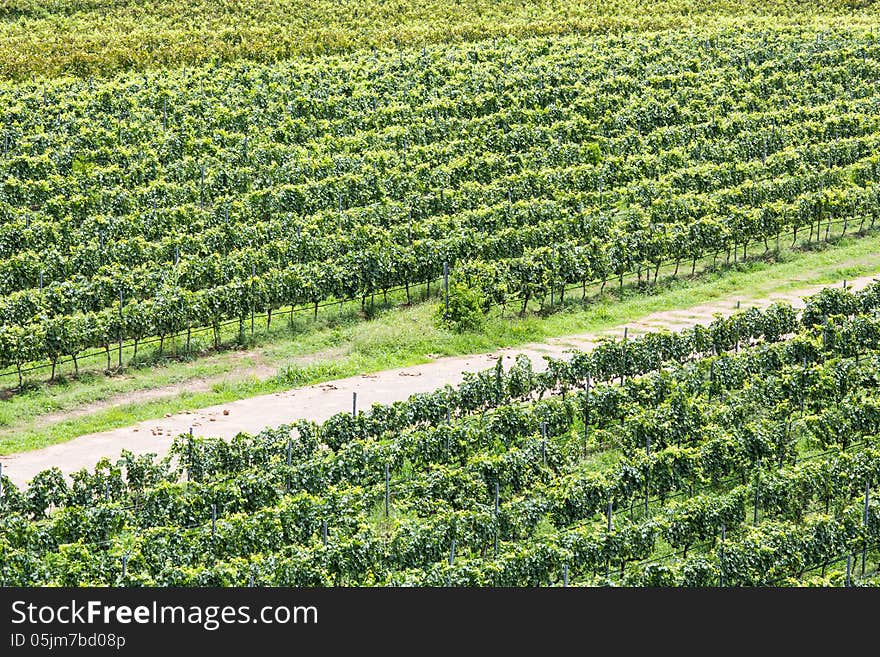 The scenery of vineyard from thailand.