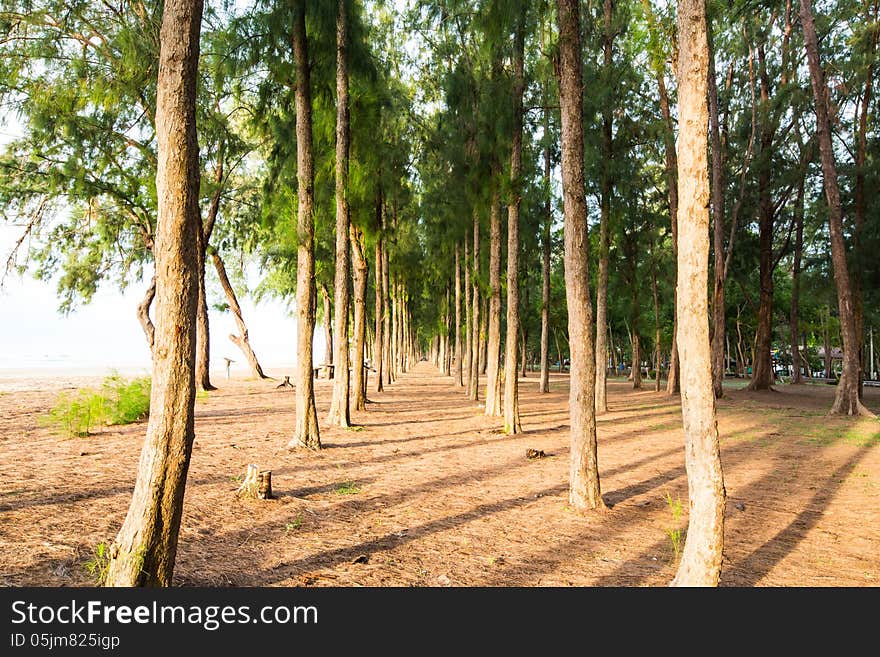 Pine forest with sun shining through the trees.