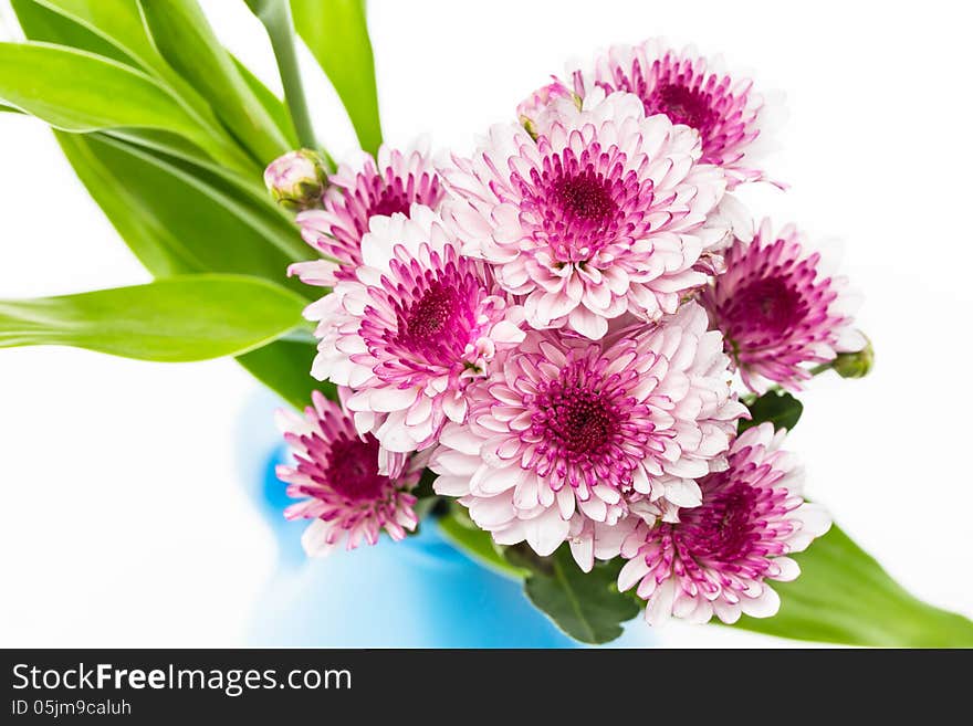 Pink flowers on white background.