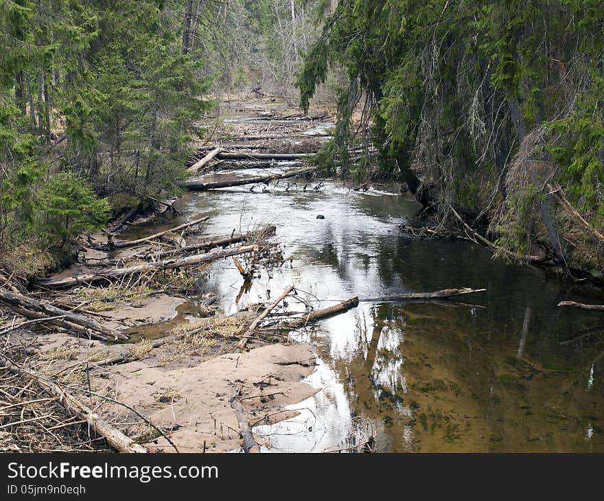 River in the forest