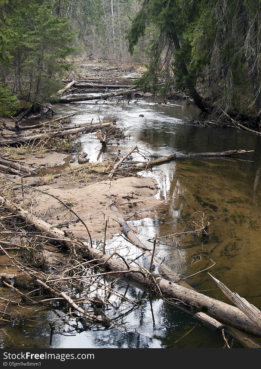 River in deep forest