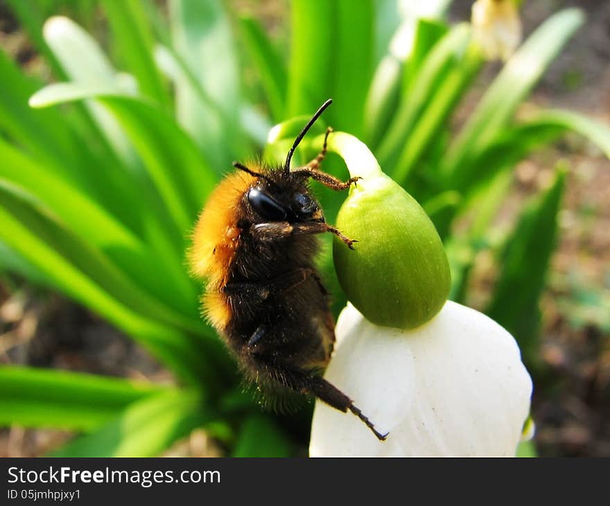 A bee is sitting on a white flower macro