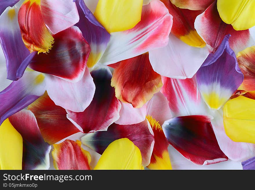 Background of multicolored petals of tulips