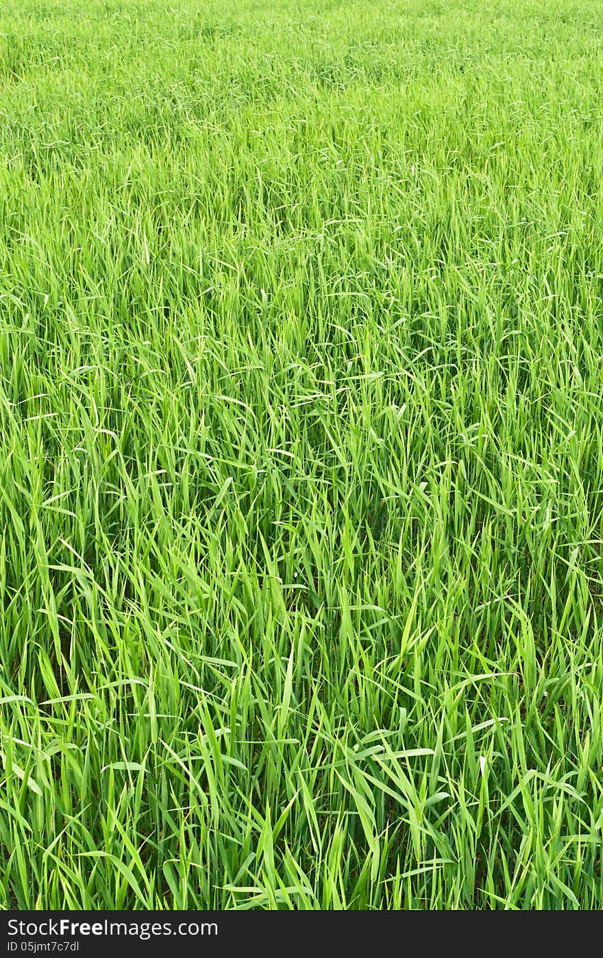 Green grass field in early summer